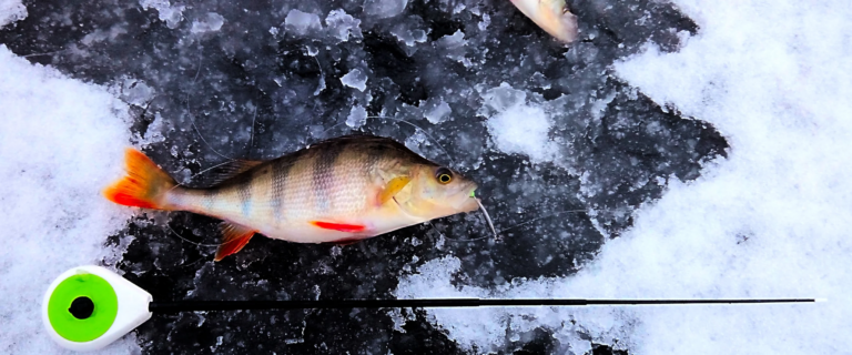 Как в первый раз собраться на зимнюю рыбалку? Какая оснастка подойдёт и как её правильно выбрать?